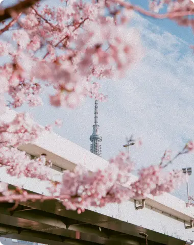 Circuit au Japon au printemps, Tokyo sous les cerisiers en fleurs