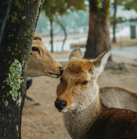 Daim dans le parc de Nara, scène emblématique du quotidien japonais intégrée à un itinéraire de voyage au Japon