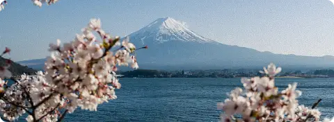 Cerisiers en fleurs avec vue sur le Mont Fuji depuis Hakone