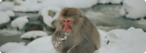 Singes des neiges dans les onsen de Jigokudani, Japon en hiver