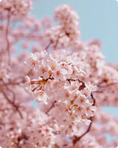 Photographe d'un client lors de la saison des Sakuras, voyage sur mesure au Japon