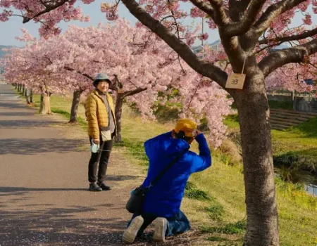 scène de vie lors de la saison des sakura, voyage au Japon